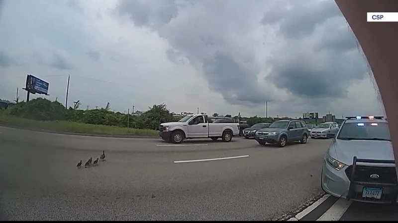 Story image: Connecticut State Police rescue ducks from Interstate-91 in Hartford