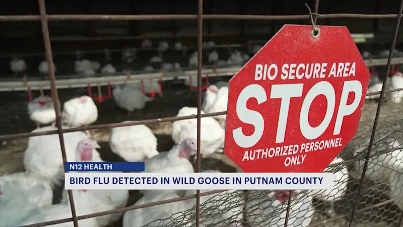 Story image: Bird flu found in wild goose dead in Putnam County