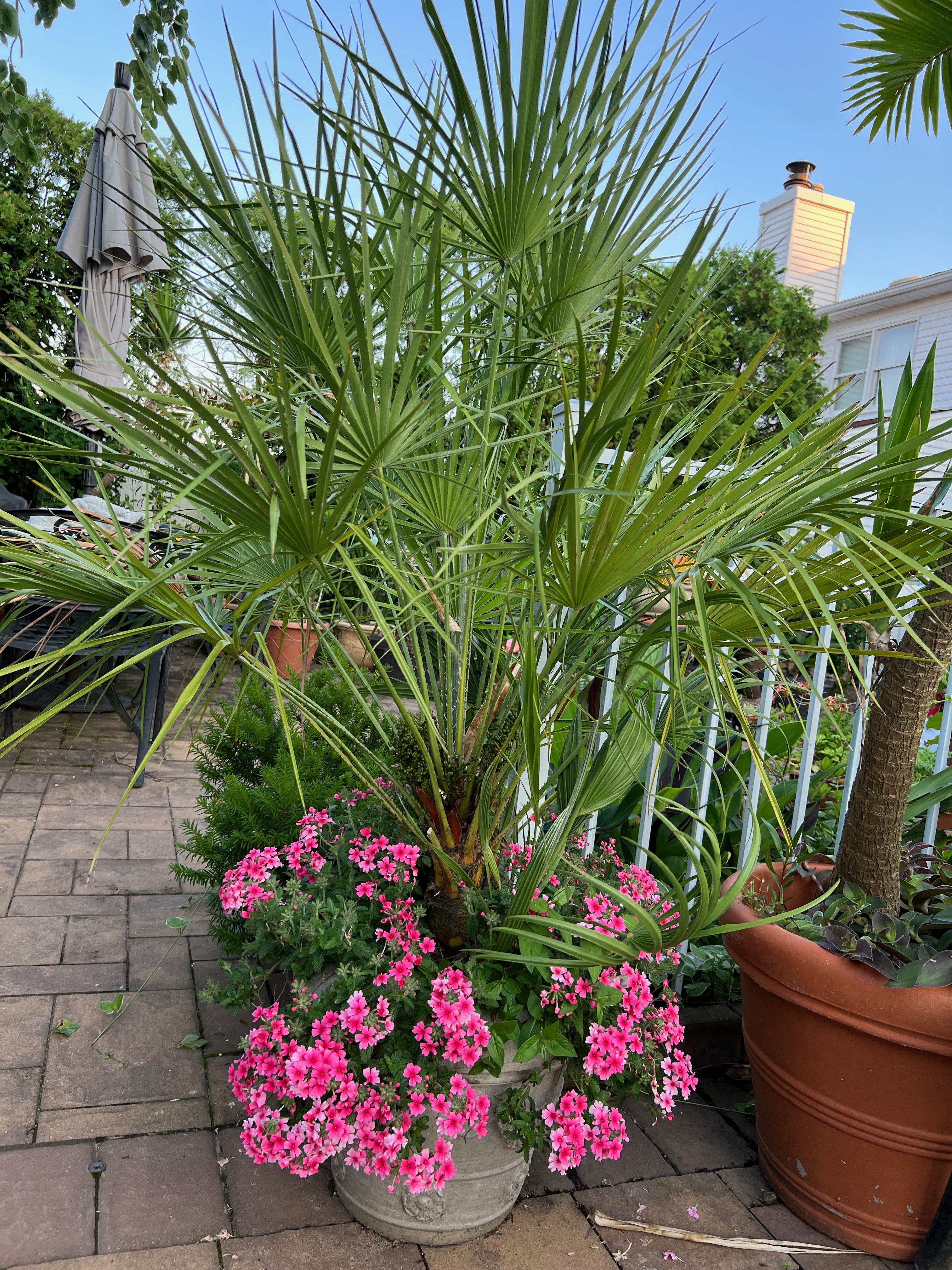verbena.jpg