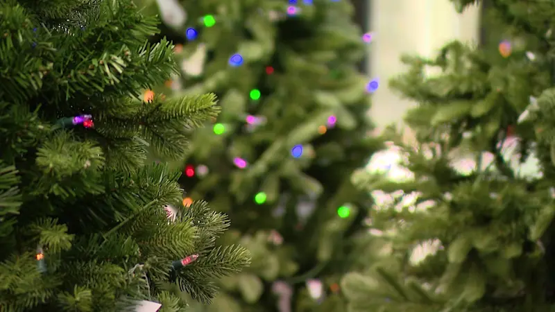 Story image: The Cost Of: How much are Christmas trees this year?