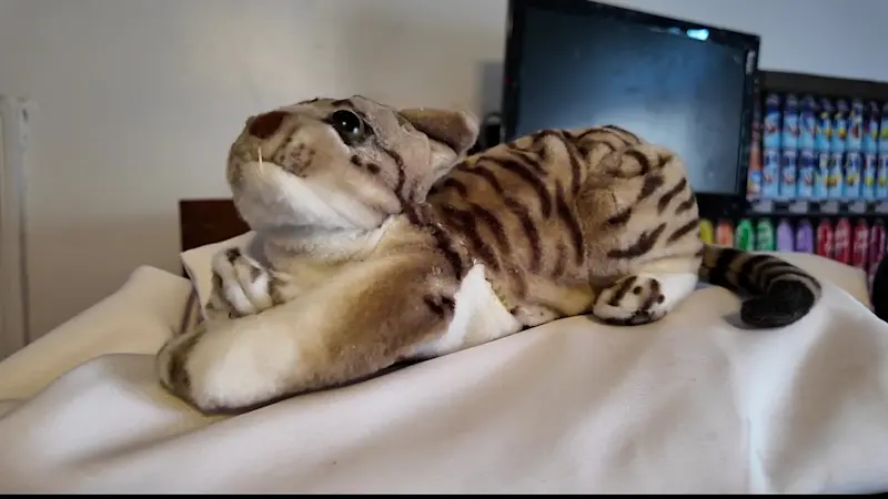 Story image: Bronx students engineer bodega-themed escape room