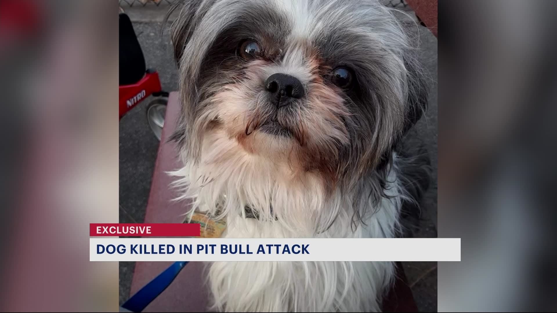 Exclusive: Family loses dog after fatal pit bull attack