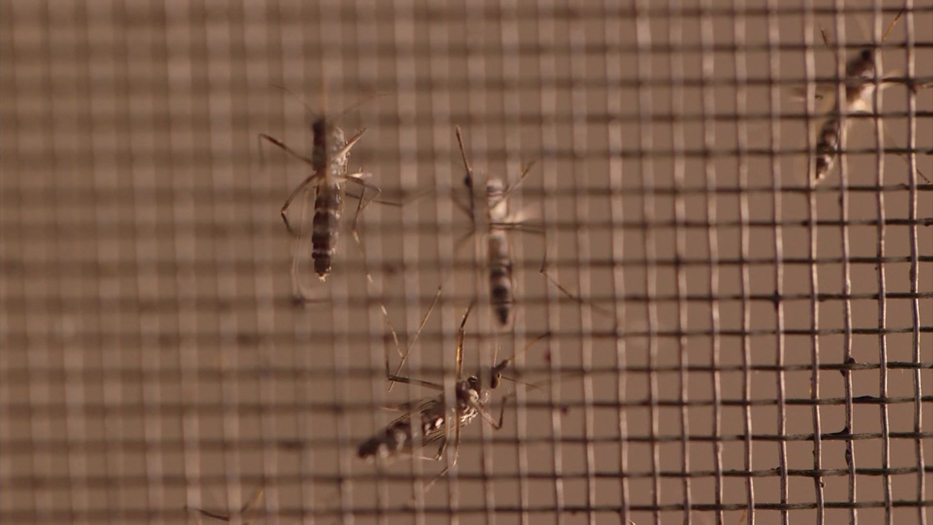 74westnilevirus_2026-07-04-08-06-27