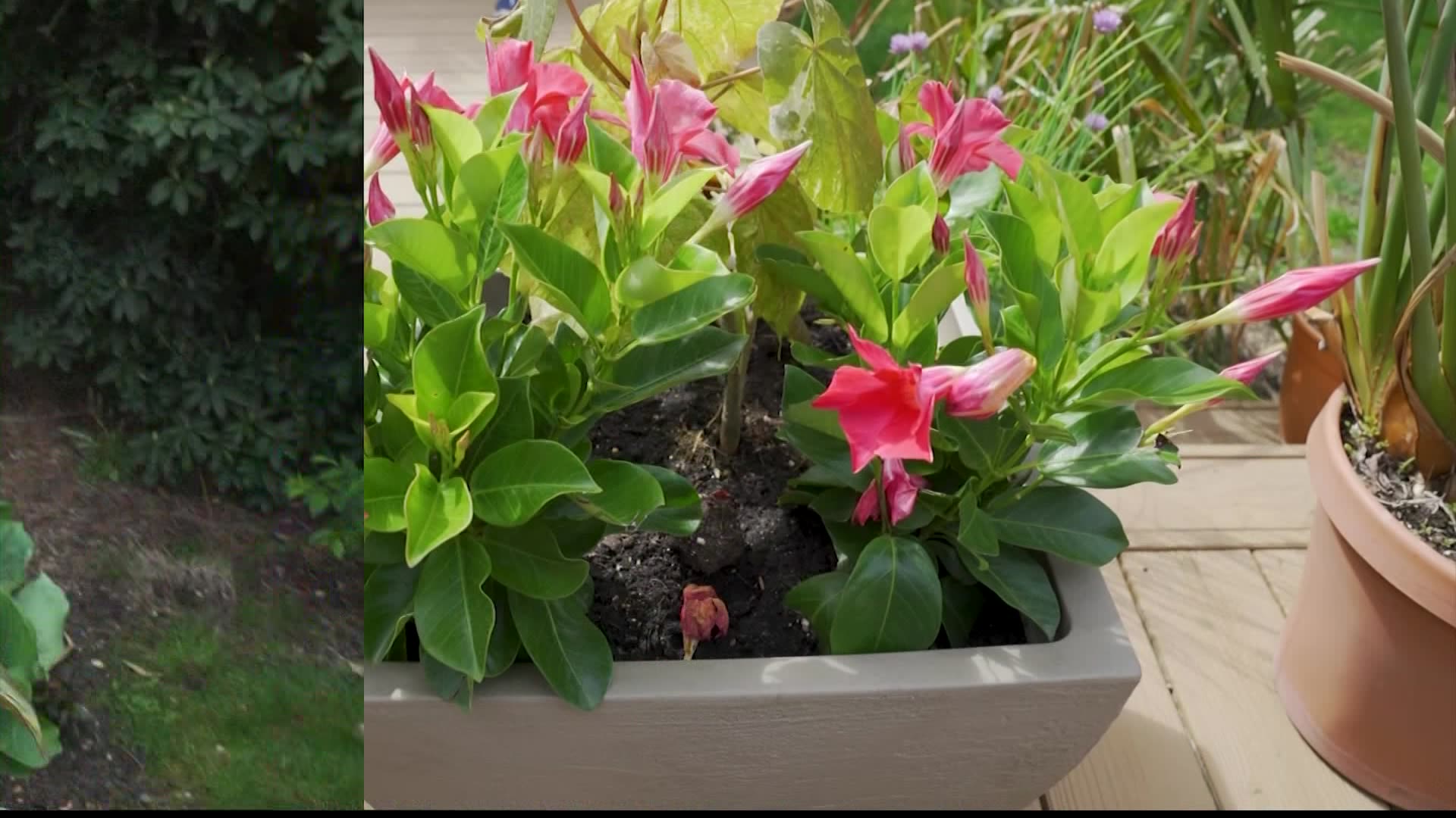 Garden Guide How to pick the perfect plant for mom