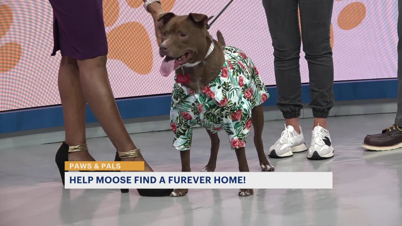 Story image: Paws & Pals: Moose now up for adoption with Brick City Rescue