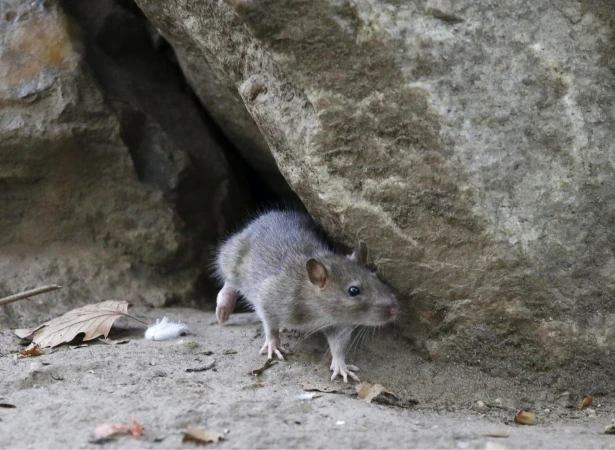 Story image: Mayor Adams to host inaugural National Urban Rat Summit