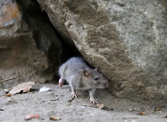 RATS