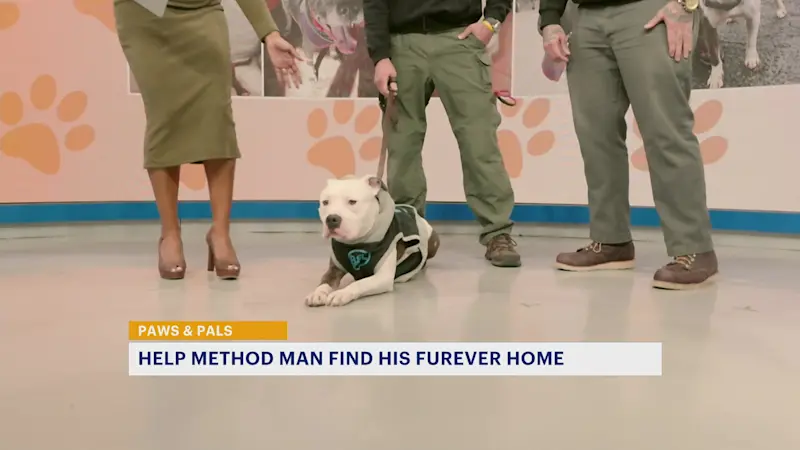 Story image: Paws and Pals: 'Method Man' is ready for his furever home