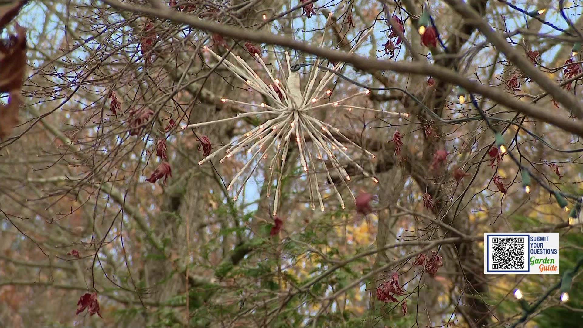 Garden Guide: Decorating trees for the holidays can damage them