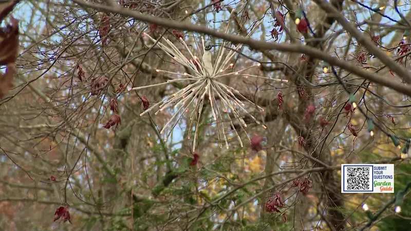 Story image: Garden Guide: Decorating trees for the holidays can damage them