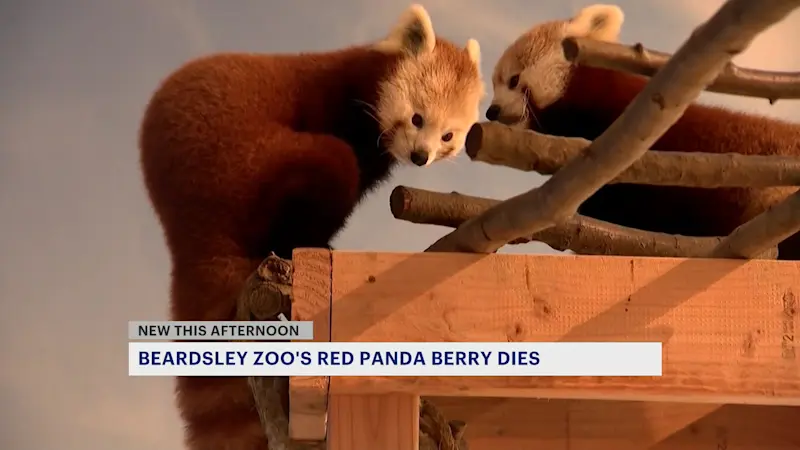 Story image: Berry, Beardsley Zoo's red panda, dies following veterinary procedure