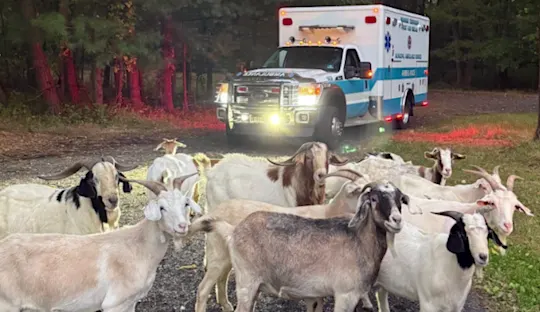 monroegoats