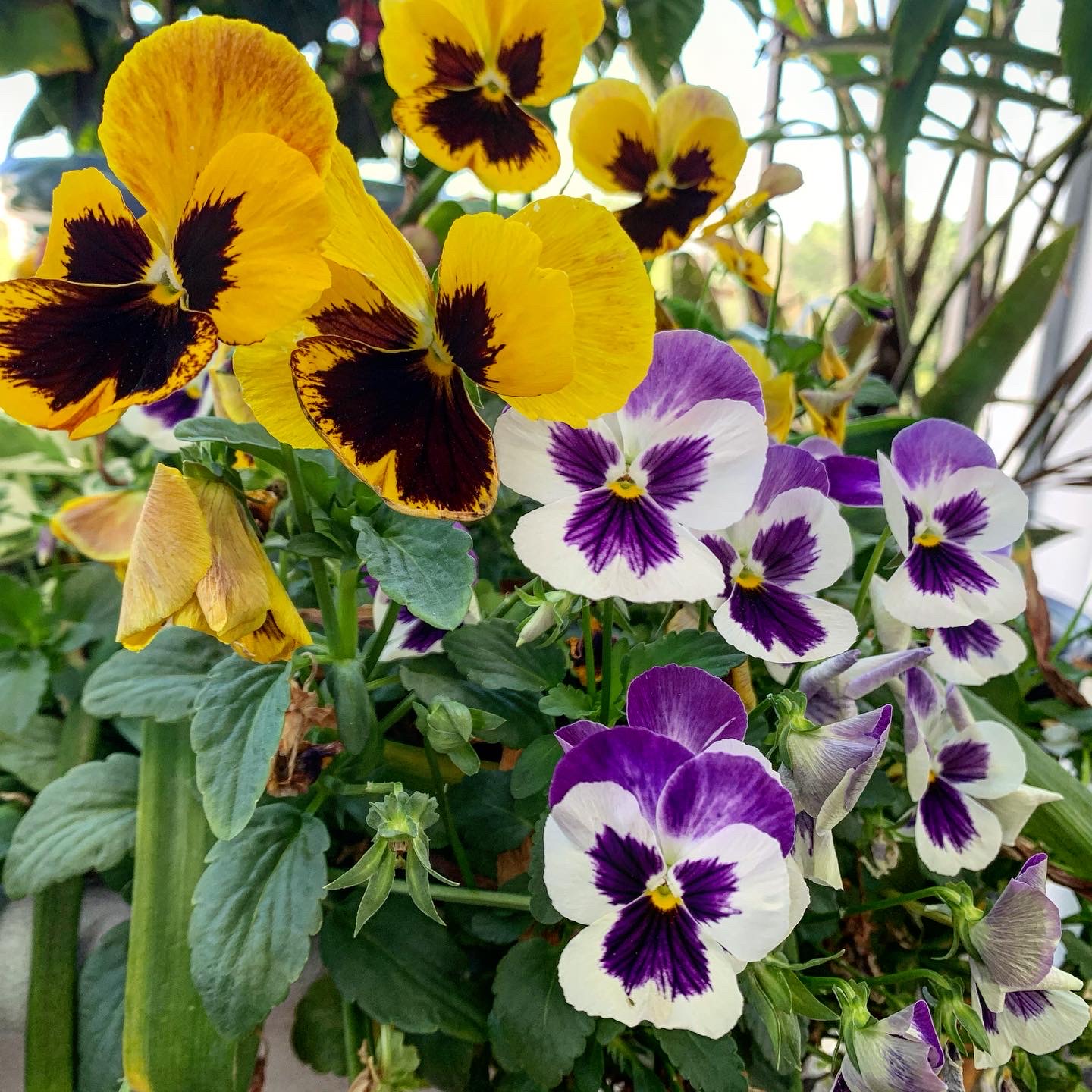 PANSIES.JPEG