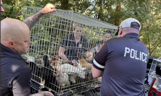 Story image: Woman accused of hoarding more than 200 animals in Northport home