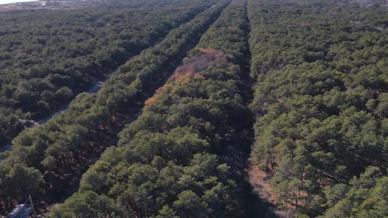 Story image: Thousands of dead trees a concern as drought sparks brushfire worries