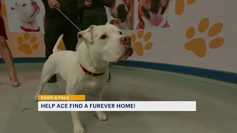 Story image: Paws and Pals: Ace is looking for his 'furever' home