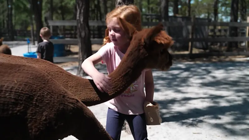 Story image: Down The Shore: Alpaca farm survives wildfire scare