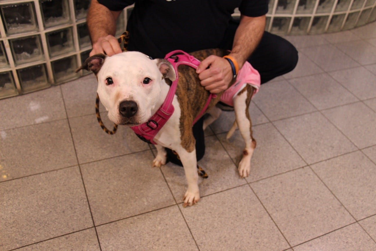 Article 19242 Thumbnail