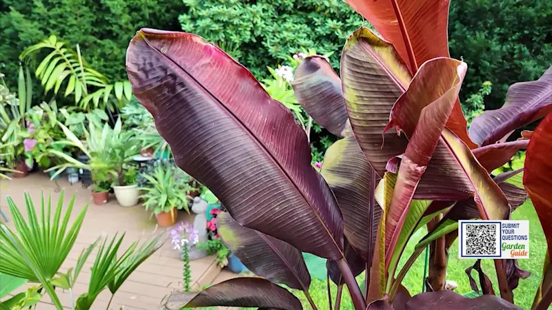 Story image: What's a variegated plant and why are they SO popular!?