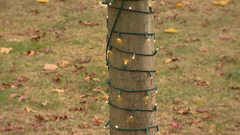 Story image: Decorating Trees for the Holidays can damage them