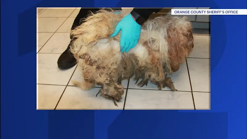 Story image: Sherrif: Neglected Shih Tzus seized during Newburgh eviction, owners arrested 