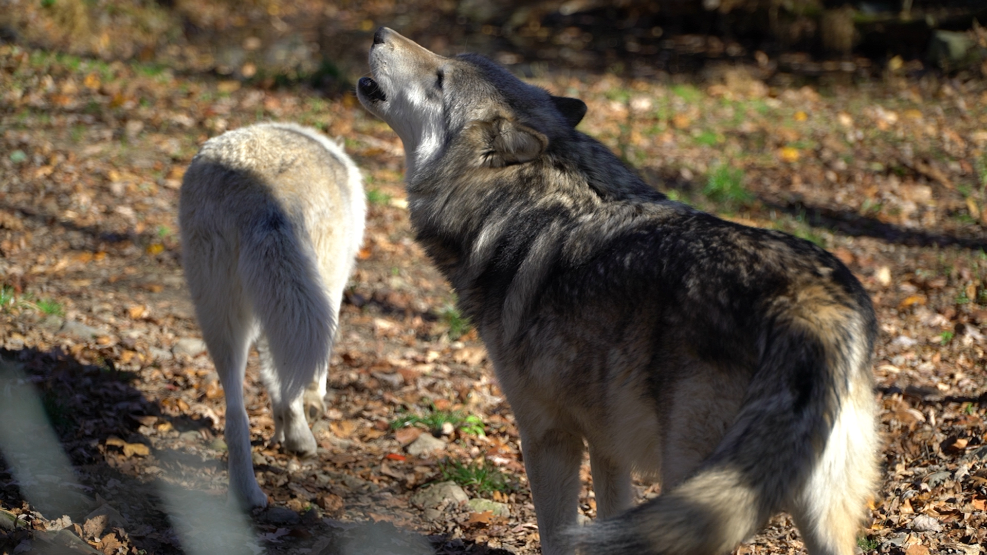 Lakota Wolf Preserve