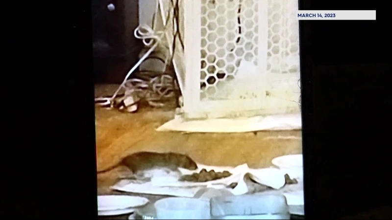 Story image: Morris Heights tenant says rat problem has continued to plague her home