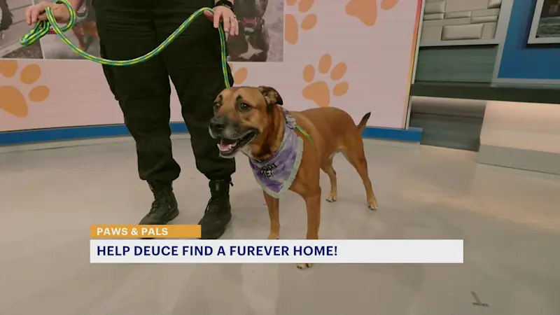 Story image: Paws and Pals: Deuce has been waiting a long time for a 'furever' family
