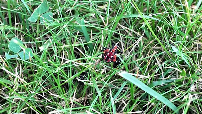 Story image: Spotted lanternflies return to Long Island in greater numbers