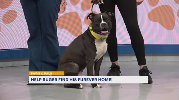 Paws & Pals: Ruger from Heart and Soul Dog Rescue, Inc seeks forever home