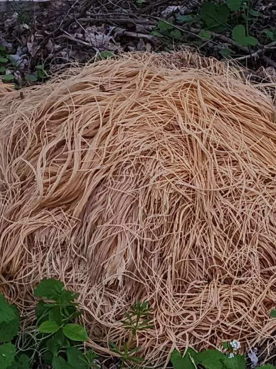 PASTA2.JPG