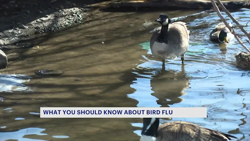 Story image: What we know about bird flu detected in Rockland County