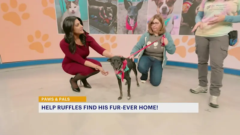 Story image: Paws and Pals: Ruffles is ready for his 'furever' home