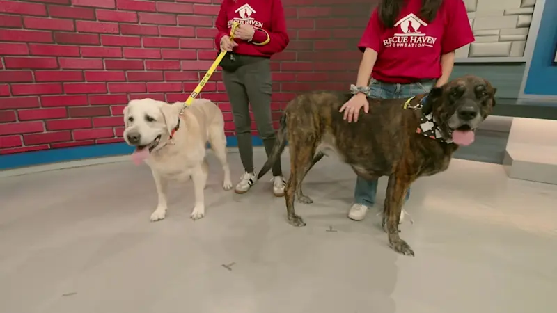 Story image: Paws and Pals: Twice the love