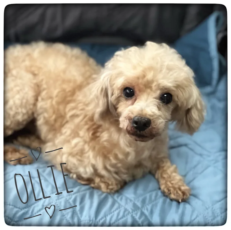 ollie.jpg