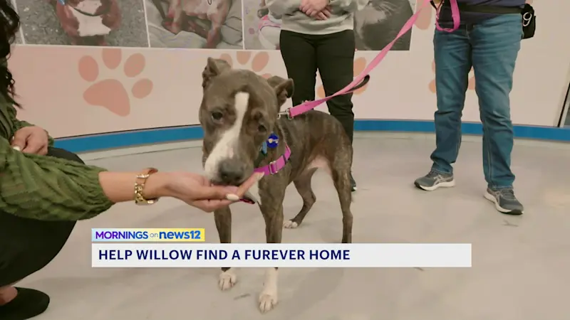 Story image: Paws and Pals: Willow is ready for her furever home