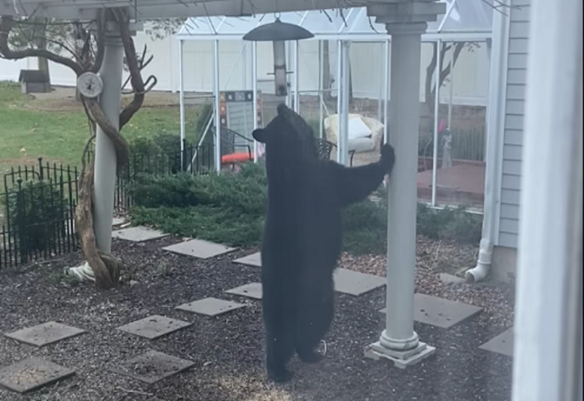 Black Bear
