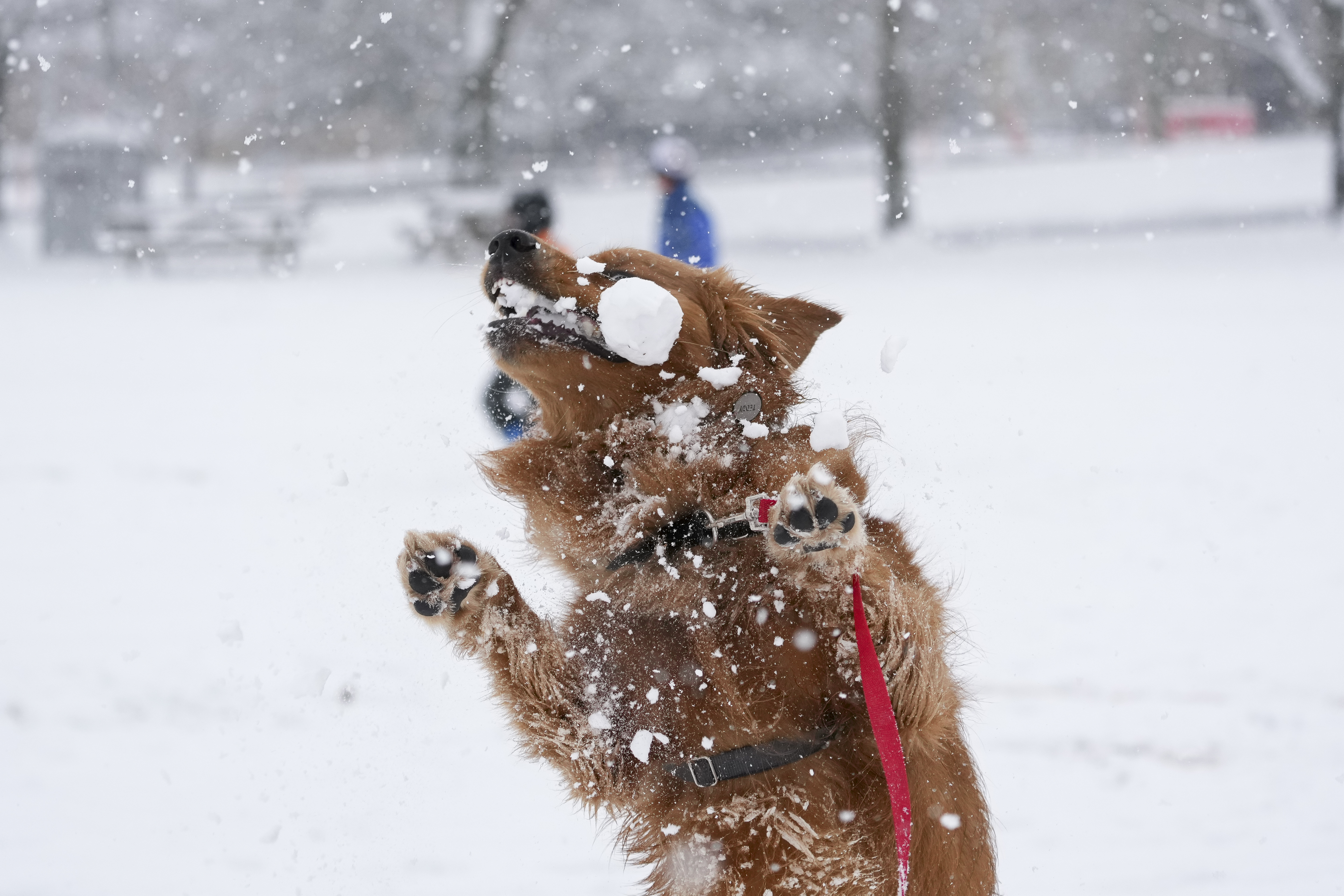 snowball dog