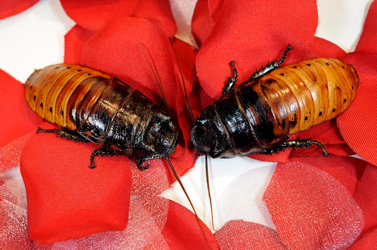 Cockroach Valentine