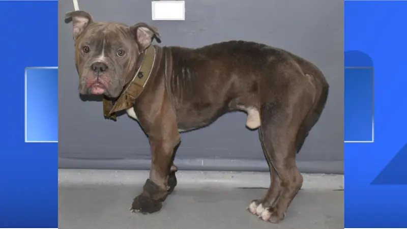 Story image: Abandoned dog found emaciated, tightly bound on rooftop of Morrisania building