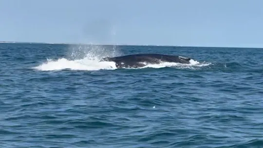 li10pmwhaleboatersafety_2026-08-10-22-18-35