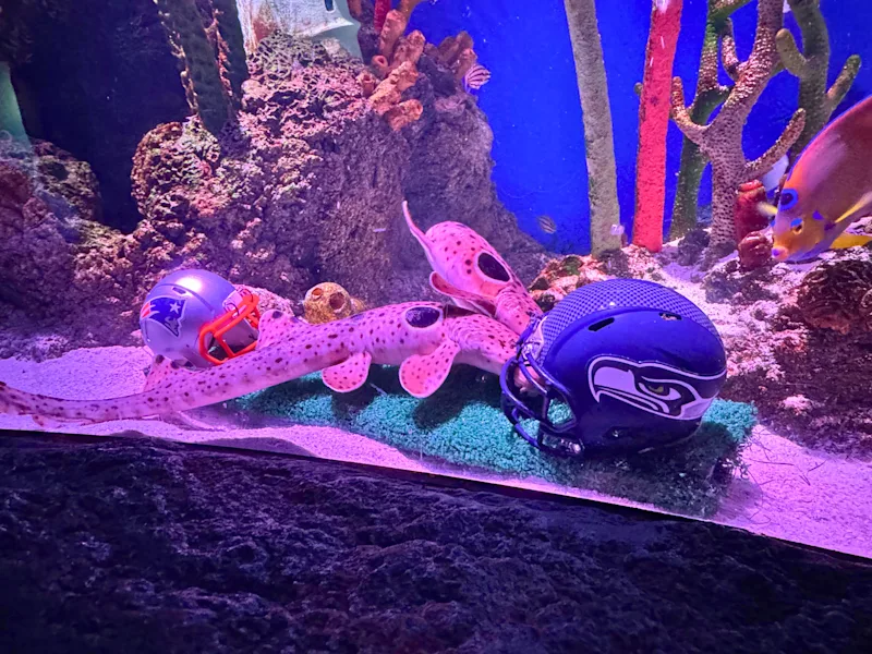 2_Sharks Pick Seahawks.jpg