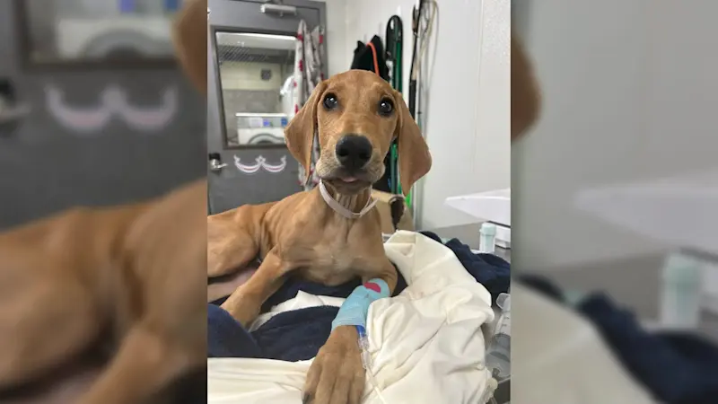 Story image: Person wanted in connection to emaciated dog found in Suffolk that died