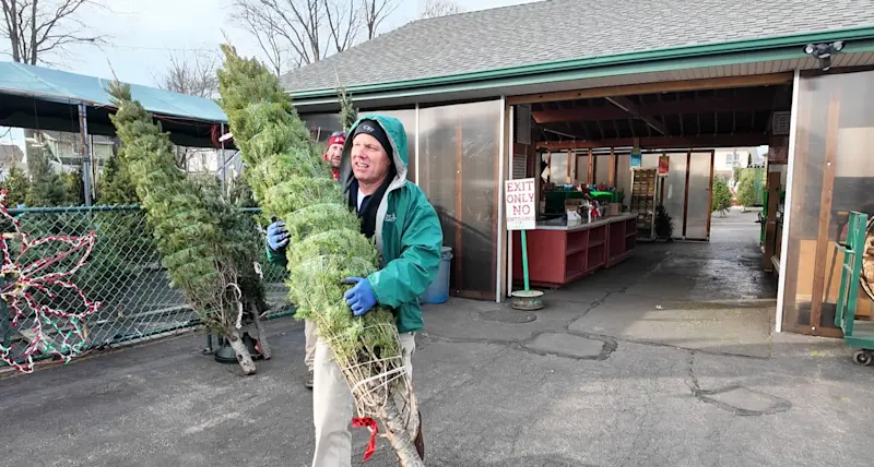 Story image: Oceanside nursery partners with DHL to deliver trees for troops in time for Christmas