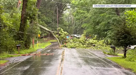 Newburgh Tree Falls