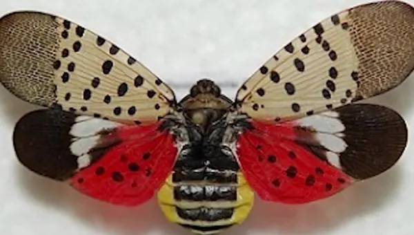 Sen. Schumer urges USDA to use federal funds to combat invasive spotted lanternfly