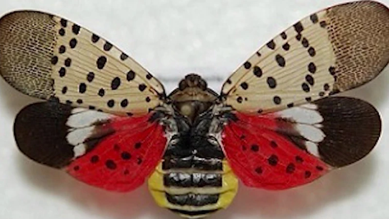 Story image: Sen. Schumer urges USDA to use federal funds to combat invasive spotted lanternfly