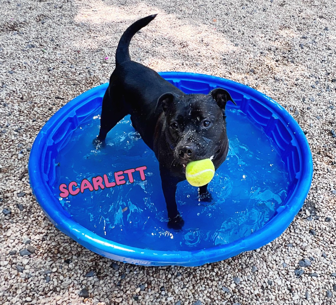Scarlett 5.jpg