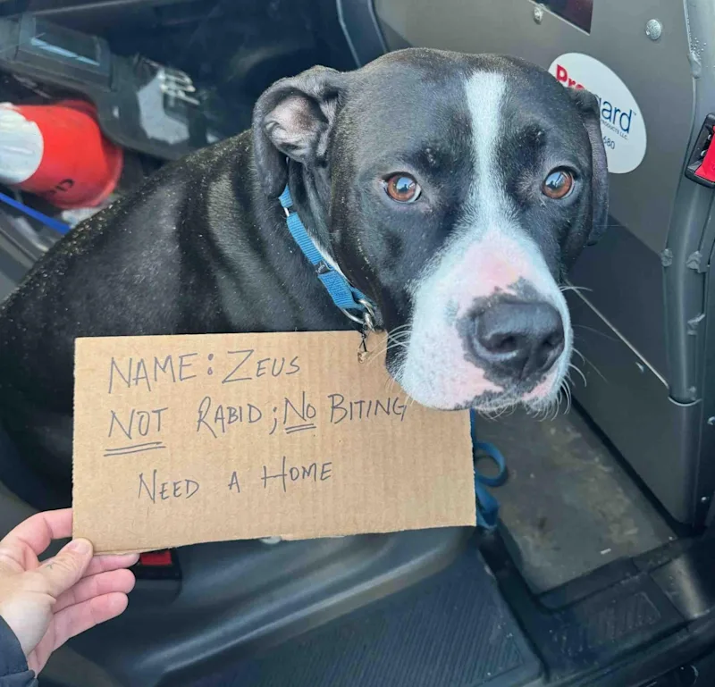 abandoned dog.jpg