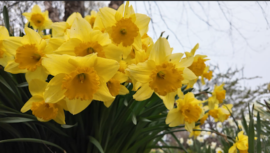 large cup daffodil.PNG